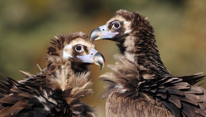 Plan national d’actions Vautour moine : des actions continues pour préserver une espèce en danger